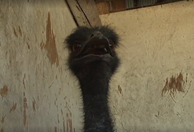 Oons the emu, rescued by SOEA volunteers during the 2018 Taylor Creek Fire near Merlin